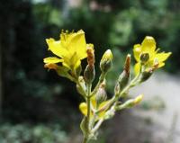 Hypericum tomentosum