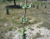 Hypericum tomentosum