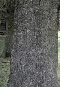 Piccea abies subsp. abies 