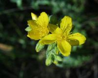 Hypericum tomentosum