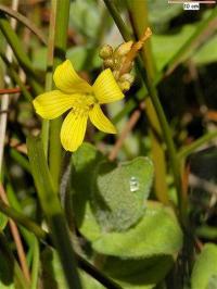 Hypericum elodes