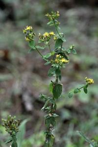 Hypericum mutilum