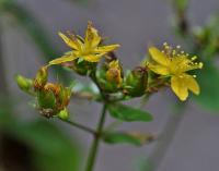 Hypericum mutilum