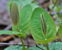 Hypericum androsaemum