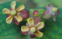 Hypericum androsaemum