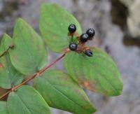 Hypericum androsaemum