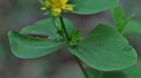 Hypericum quadrangulum