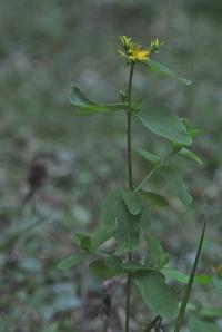 Hypericum quadrangulum