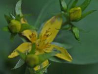 Hypericum quadrangulum