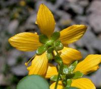 Hypericum nummularium