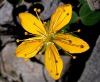 Hypericum nummularium