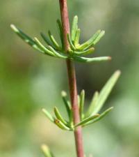 Hypericum hyssopifolium