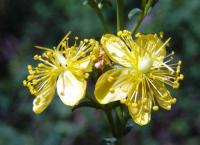 Hypericum hyssopifolium