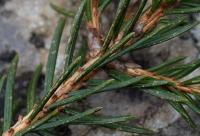 Piccea abies subsp. abies 