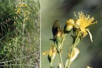 Hypericum hyssopifolium