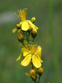 Hypericum hyssopifolium