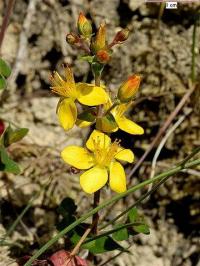 Hypericum pulchrum