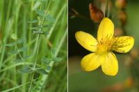 Hypericum pulchrum