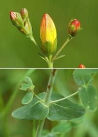 Hypericum pulchrum