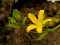 Hypericum humifusum