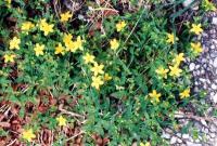 Hypericum humifusum