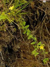 Hypericum humifusum