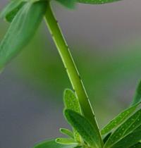 Hypericum perforatum