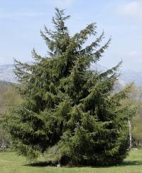 Picea sitchensis