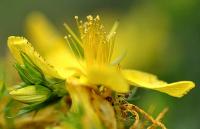 Hypericum perforatum