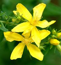 Hypericum perforatum