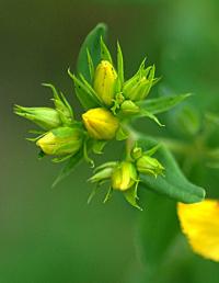 Hypericum perforatum