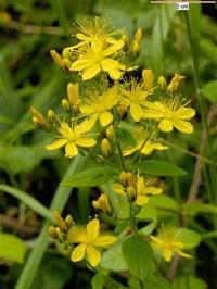 Hypericum montanum