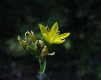 Hypericum montanum