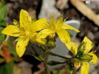 Hypericum montanum