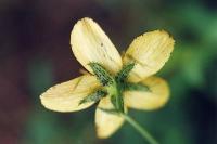 Hypericum linariifolium