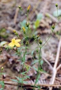 Hypericum linariifolium