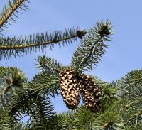 Picea sitchensis