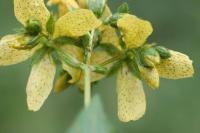 Hypericum richeri subsp. burseri