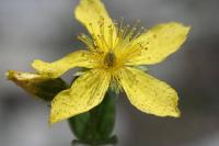 Hypericum richeri subsp. burseri