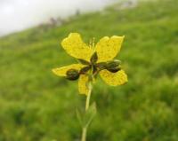 Hypericum richeri subsp. burseri