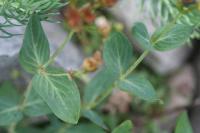 Hypericum richeri subsp. burseri