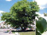 Tilia platyphyllos