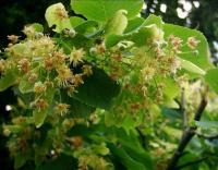 Tilia platyphyllos