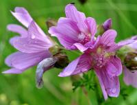 Malva moschata