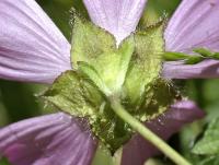 Malva sylvestris