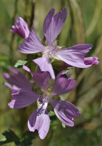 Malva sylvestris