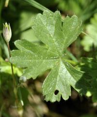 Malva sylvestris