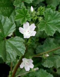 Malva neglecta