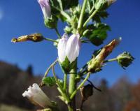 Malva neglecta