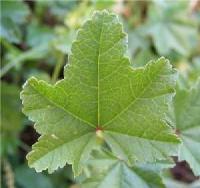 Malva parviflora